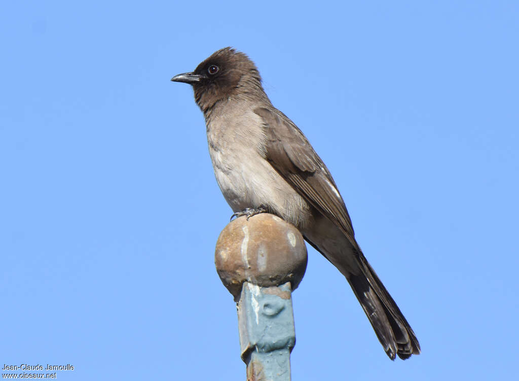 Bulbul des jardinsadulte, identification