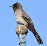 Bulbul des jardins