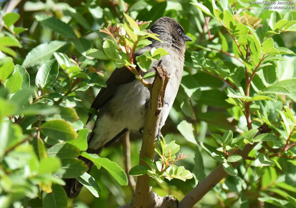 Bulbul des jardins