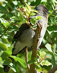 Bulbul des jardins