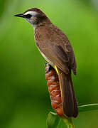 Yellow-vented Bulbul