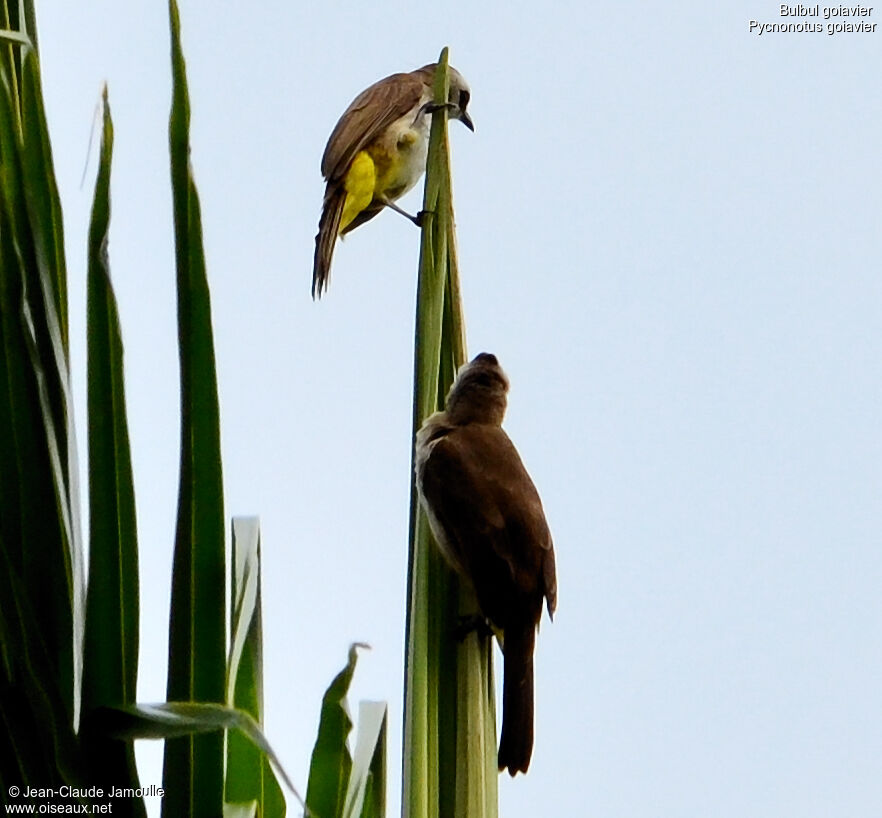 Bulbul goiavier, Comportement