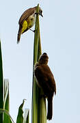 Yellow-vented Bulbul