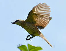 Yellow-vented Bulbul