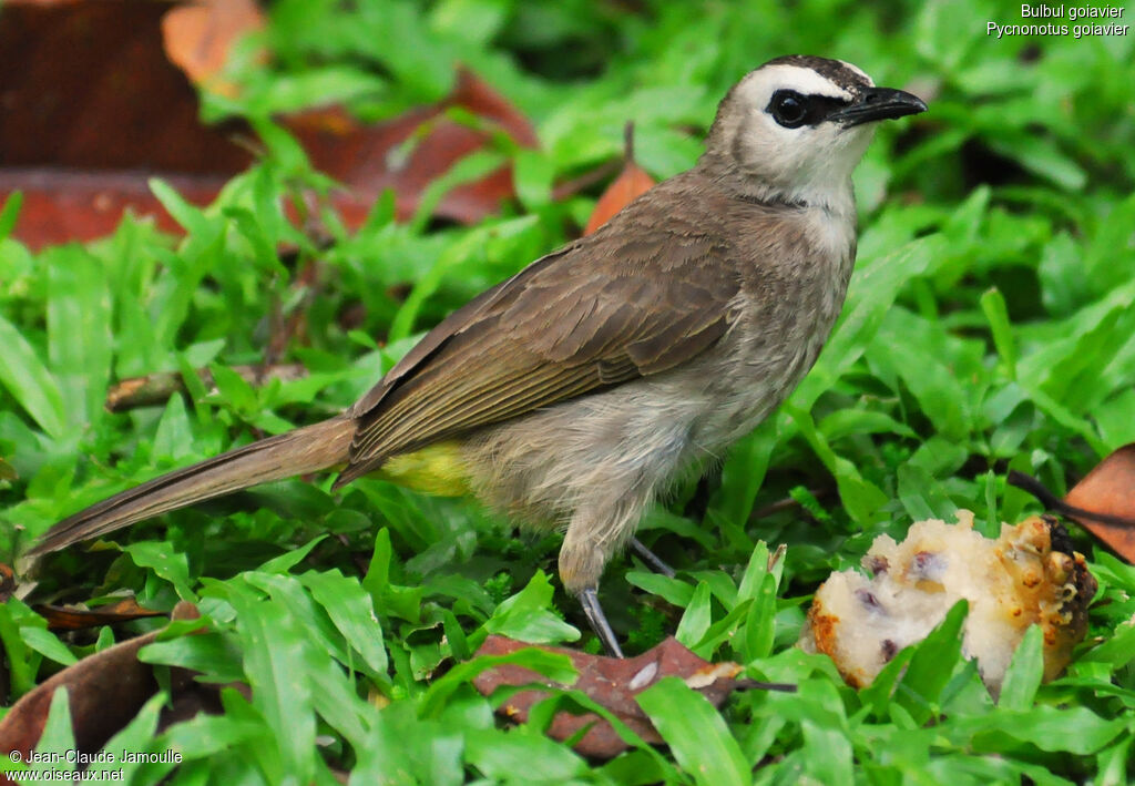 Yellow-vented Bulbuladult, feeding habits