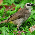 Bulbul goiavier