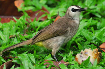 Bulbul goiavier