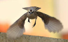 Yellow-vented Bulbul