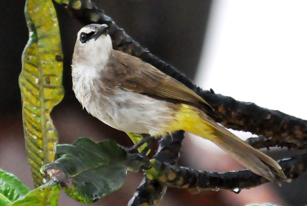 Yellow-vented Bulbul