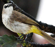 Yellow-vented Bulbul