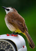 Yellow-vented Bulbul