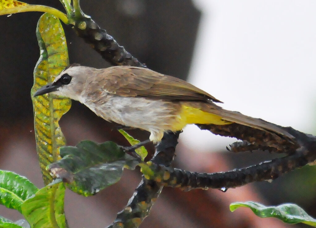 Yellow-vented Bulbul