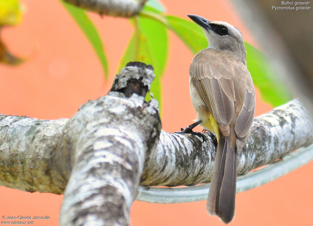 Yellow-vented Bulbul, identification