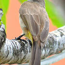Bulbul goiavier