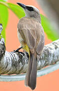 Yellow-vented Bulbul