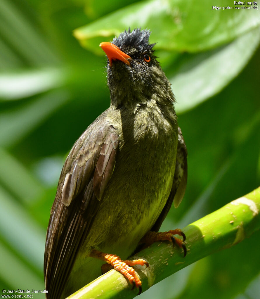 Bulbul merle