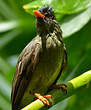 Bulbul merle