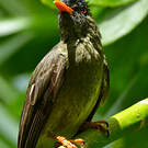 Bulbul merle