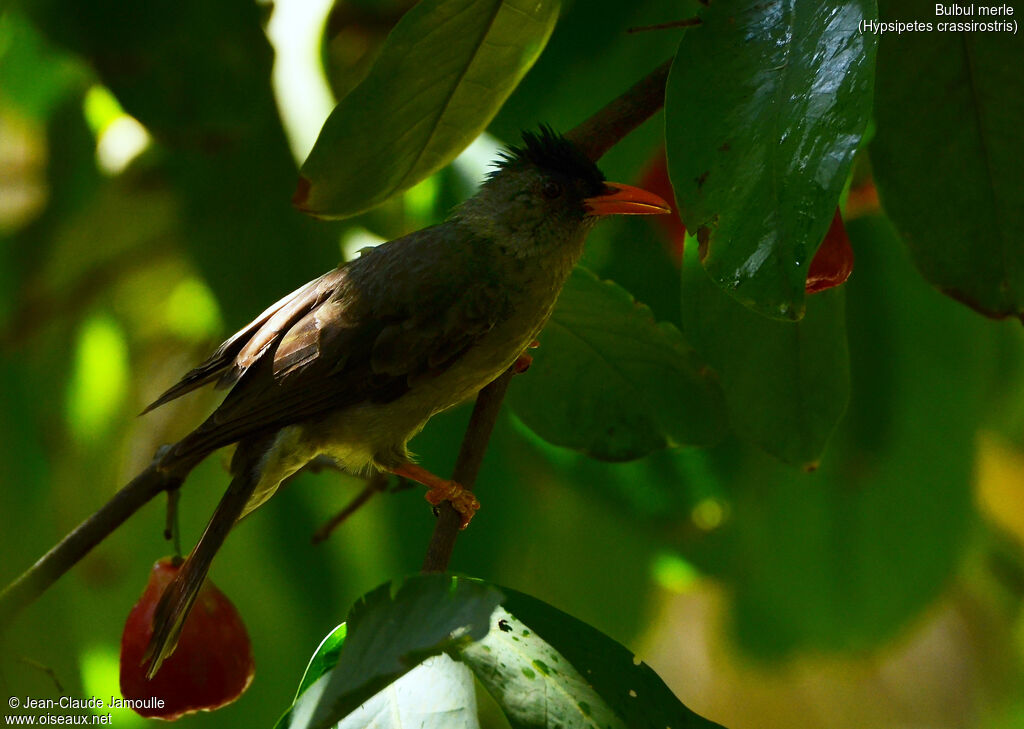 Bulbul merle, Comportement