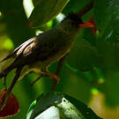 Bulbul merle