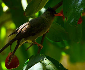 Bulbul merle