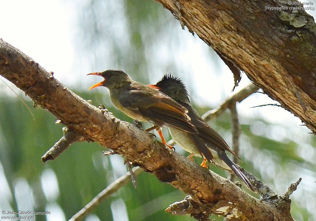 Bulbul merle