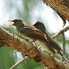 Bulbul merle