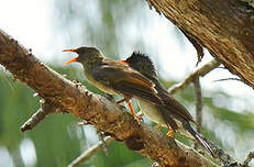 Bulbul merle