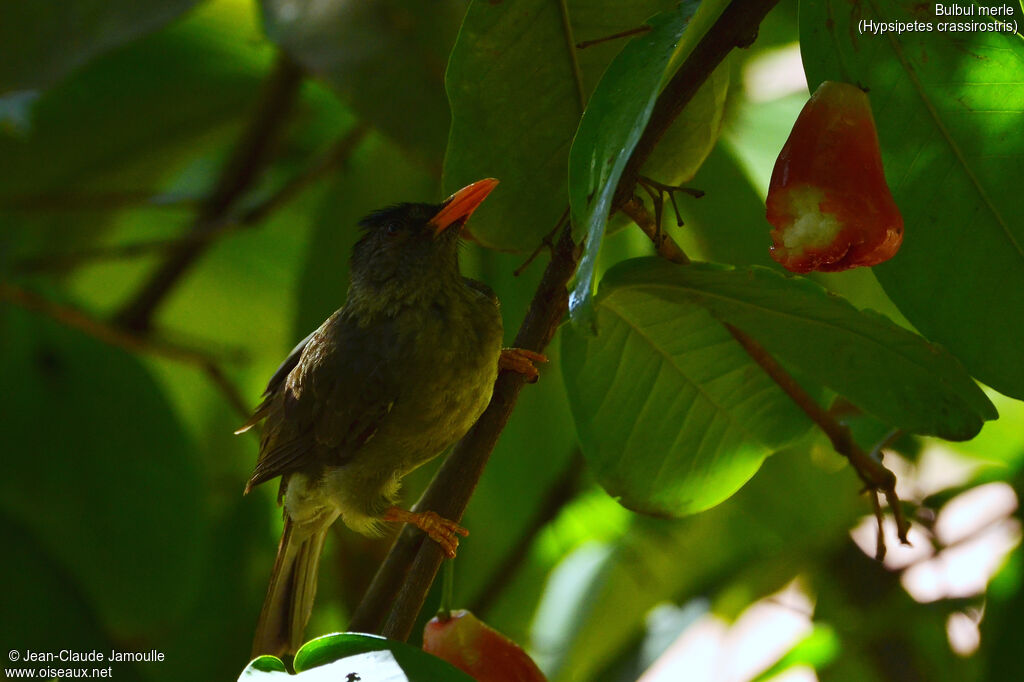 Bulbul merle, régime