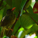 Bulbul merle