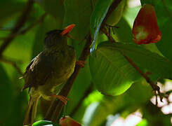 Seychelles Bulbul