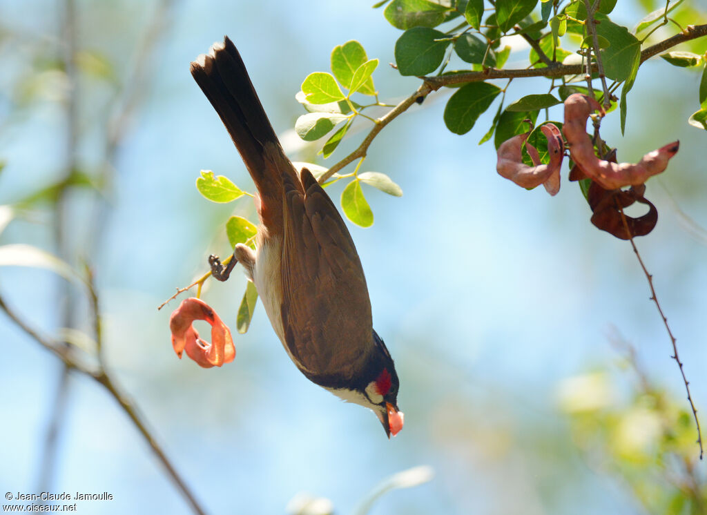 Red-whiskered Bulbul