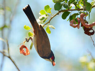 Bulbul orphée