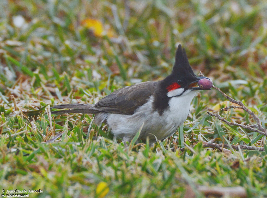 Red-whiskered Bulbul, feeding habits