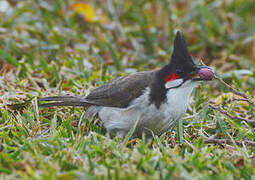 Bulbul orphée