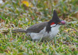 Bulbul orphée