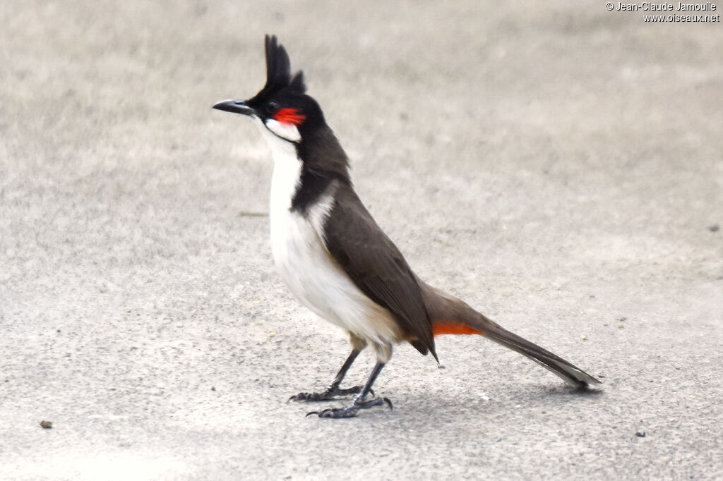 Red-whiskered Bulbul