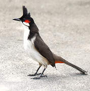 Red-whiskered Bulbul