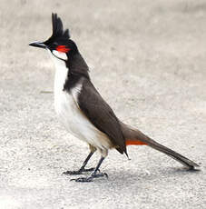 Bulbul orphée