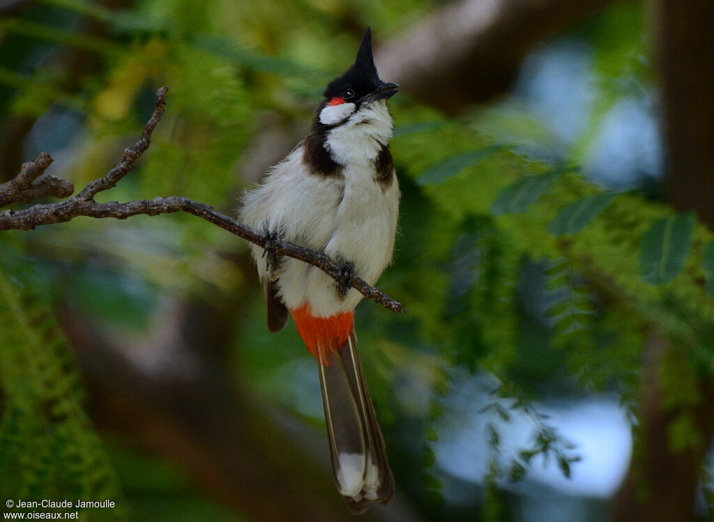 Red-whiskered Bulbul, identification