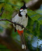 Red-whiskered Bulbul