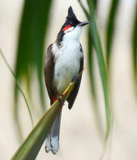 Bulbul orphée