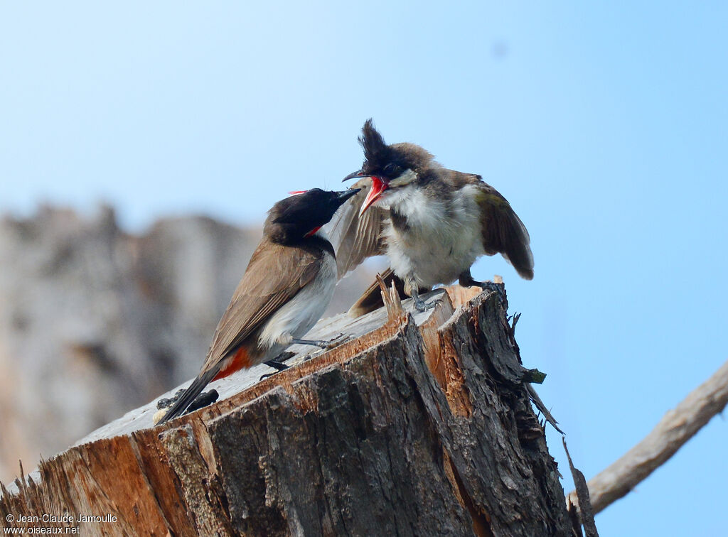 Red-whiskered Bulbul, Behaviour