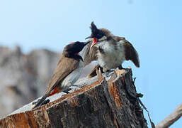 Red-whiskered Bulbul