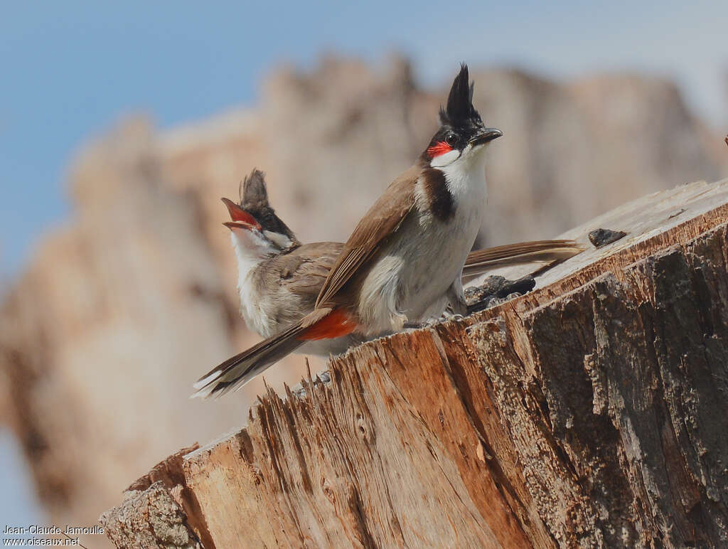 Red-whiskered Bulbul, Behaviour