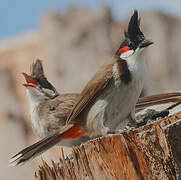 Bulbul orphée