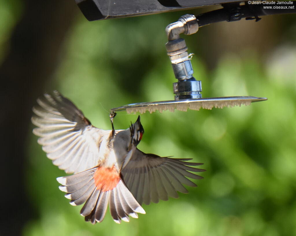 Bulbul orphée