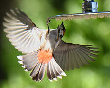 Red-whiskered Bulbul