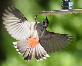 Bulbul orphée