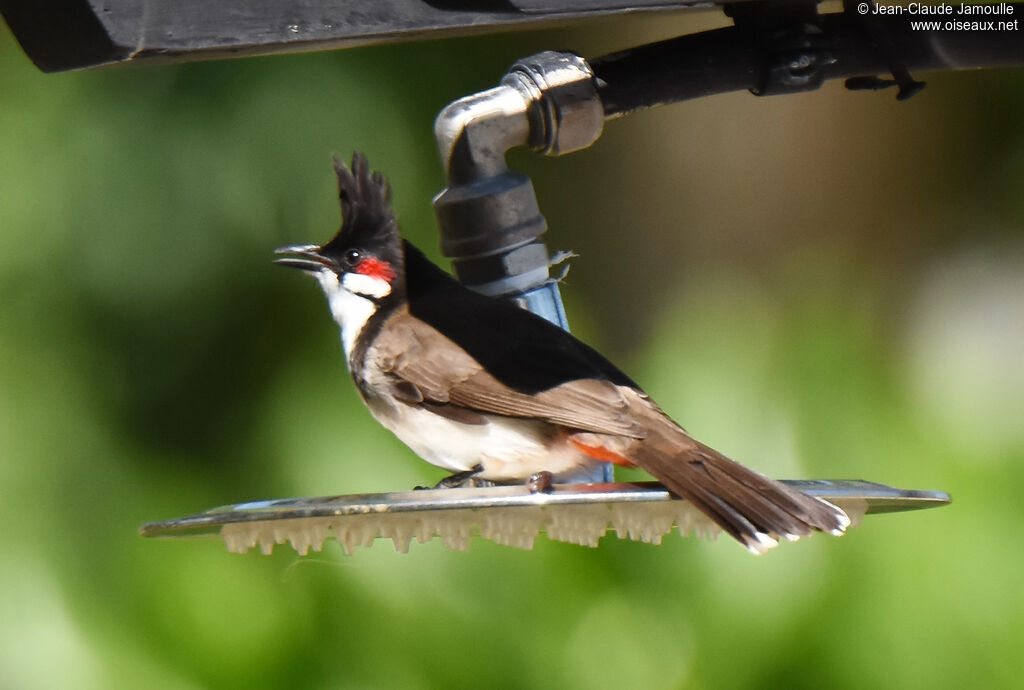 Bulbul orphée